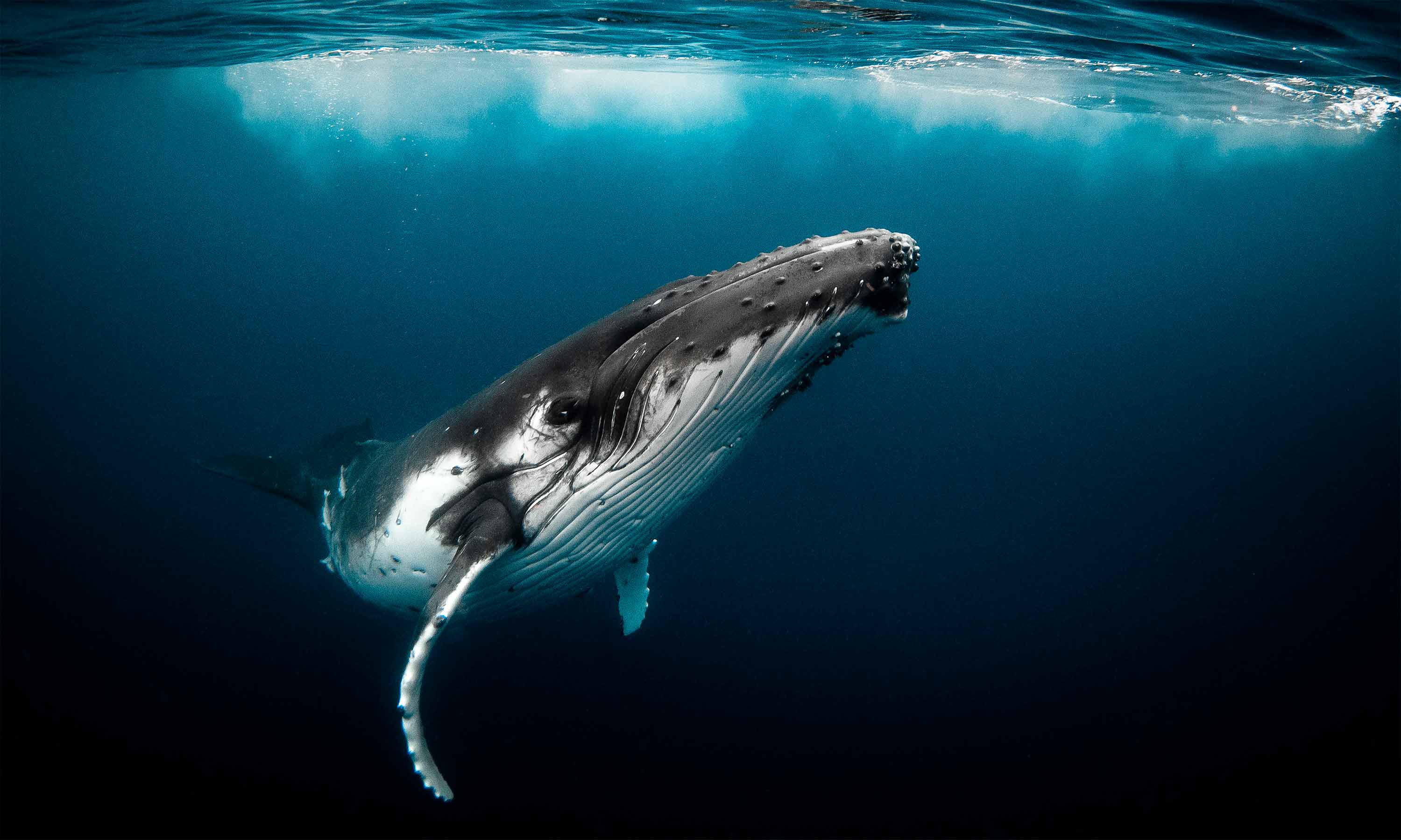 Humpback Whale featured on Moody's ESG advertising