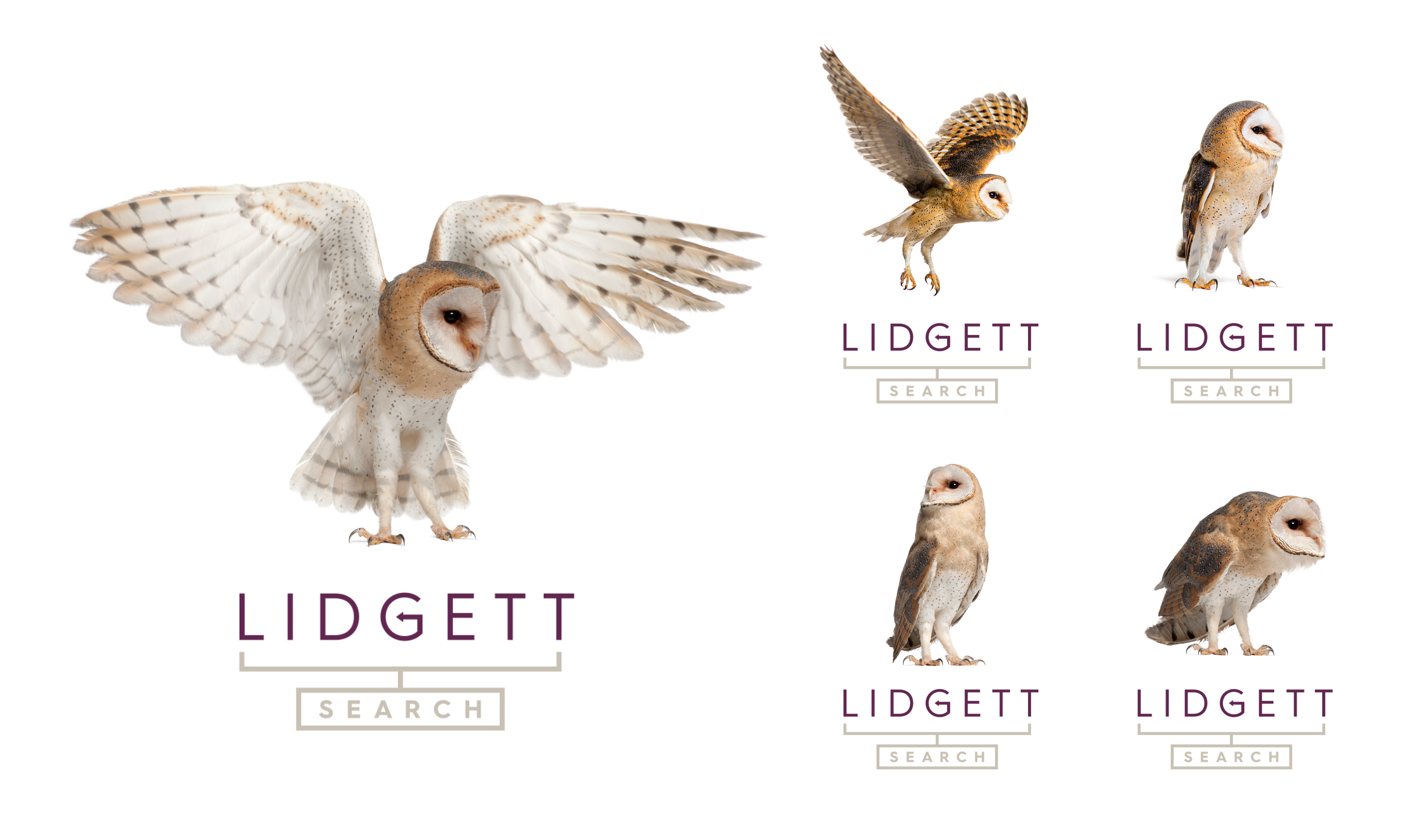 Lidgett Search branding & website by Neon (logo variants)